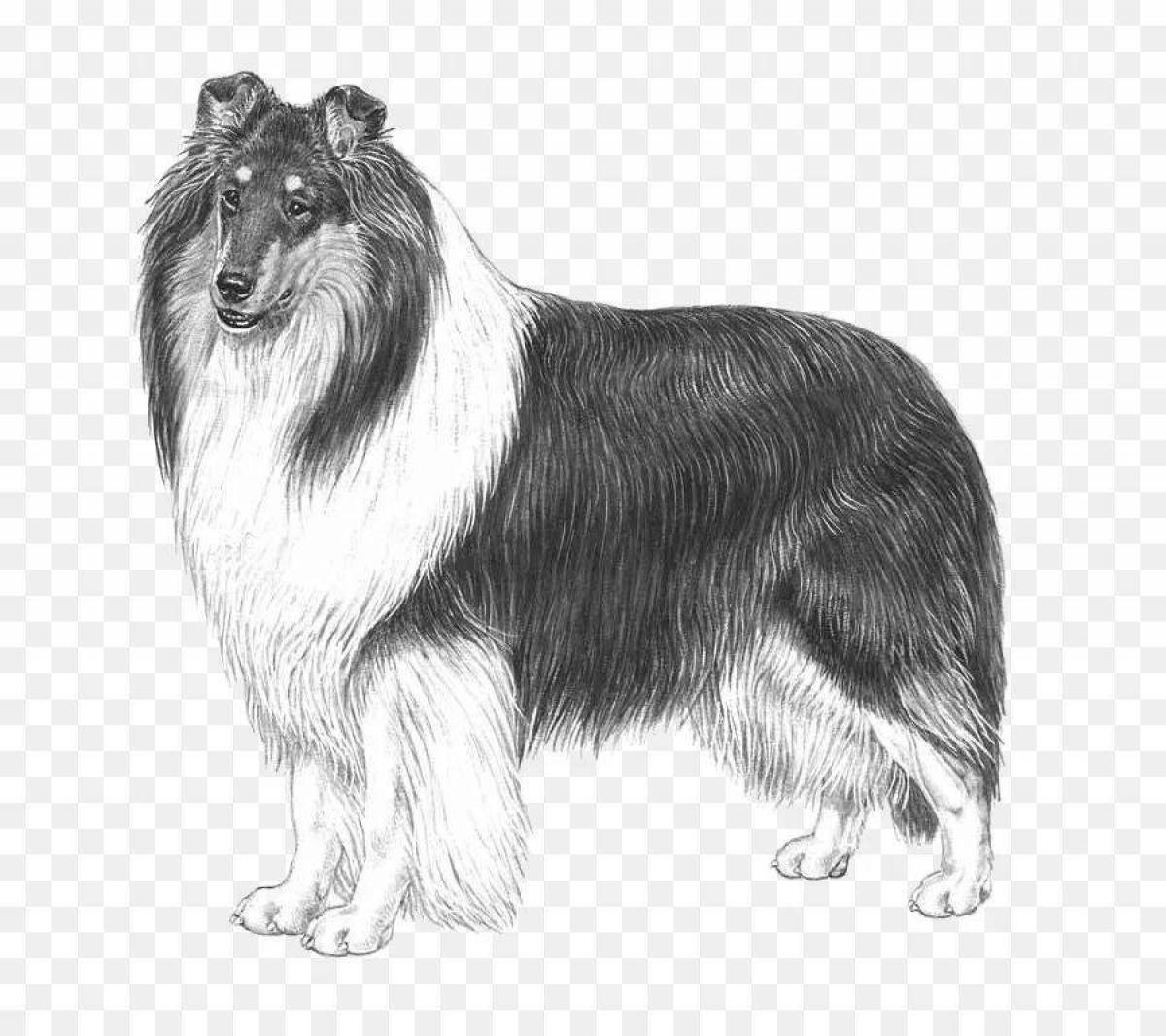 Sweet collie coloring page
