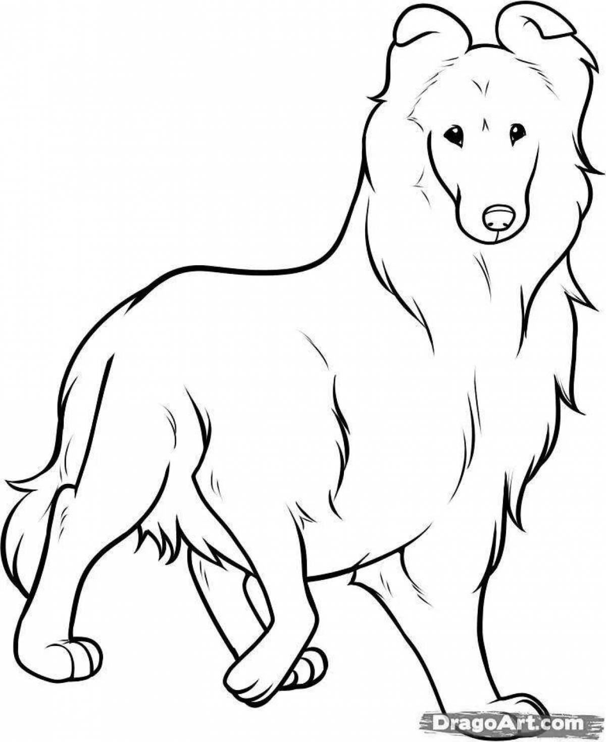 Amazing collie coloring book