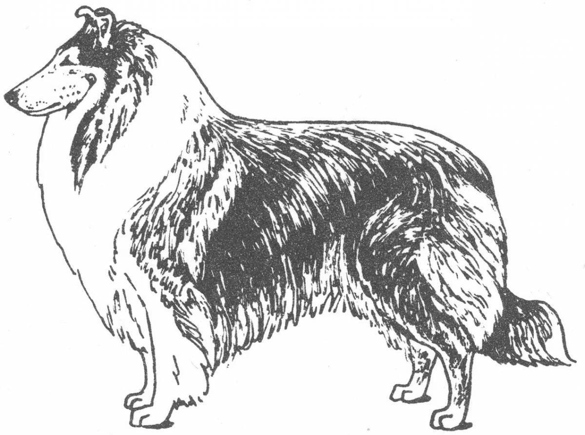 Collie Coloring Page