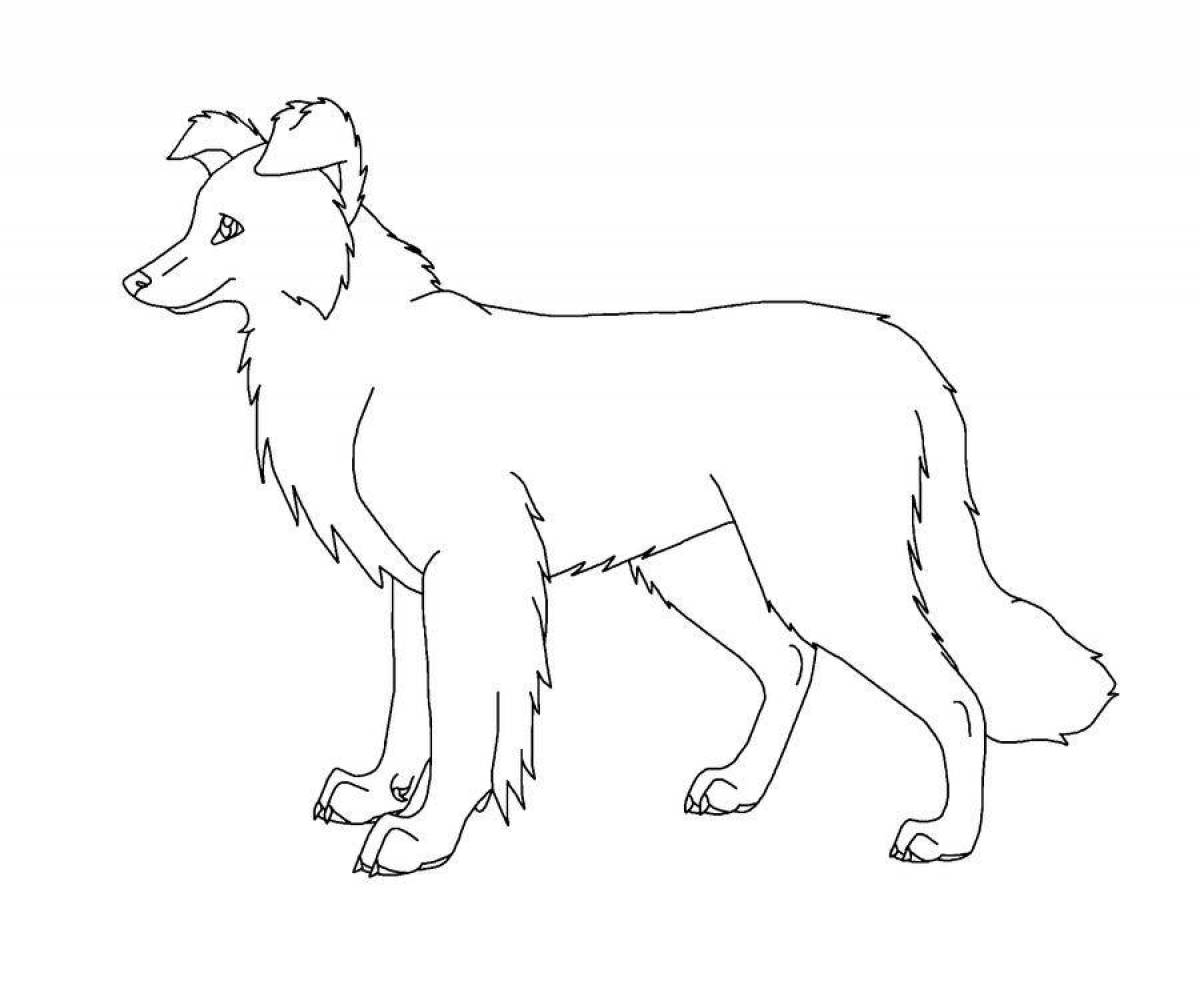 Collie coloring page