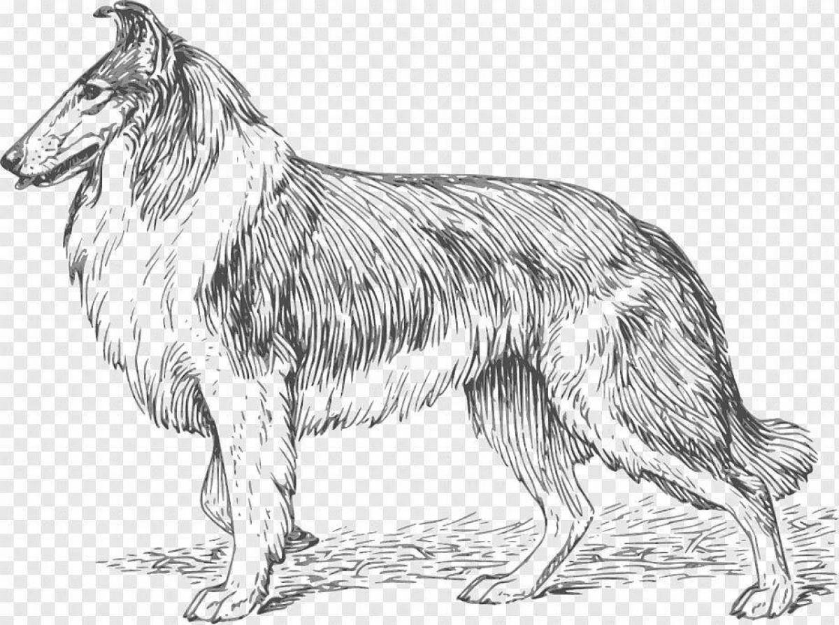 Exquisite collie coloring book