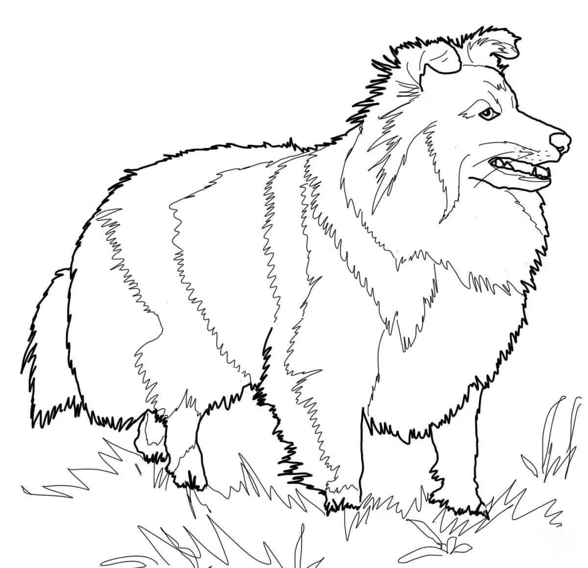 Dazzling collie coloring page