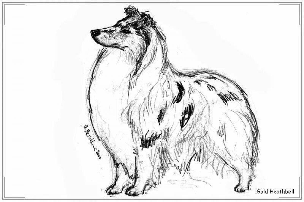 Great collie coloring book