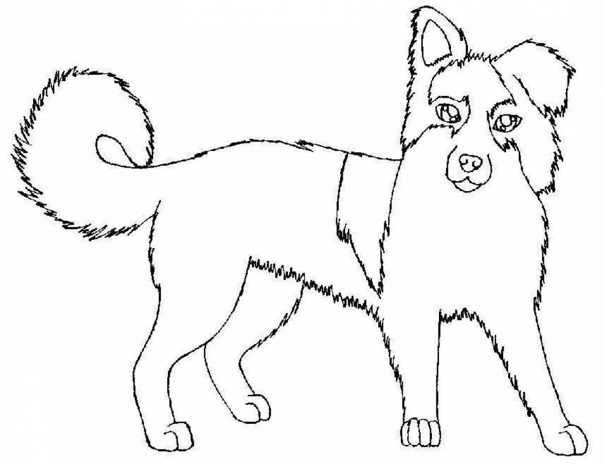 Amazing Collie Coloring Page