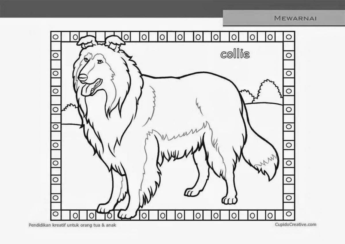 Animated collie coloring page