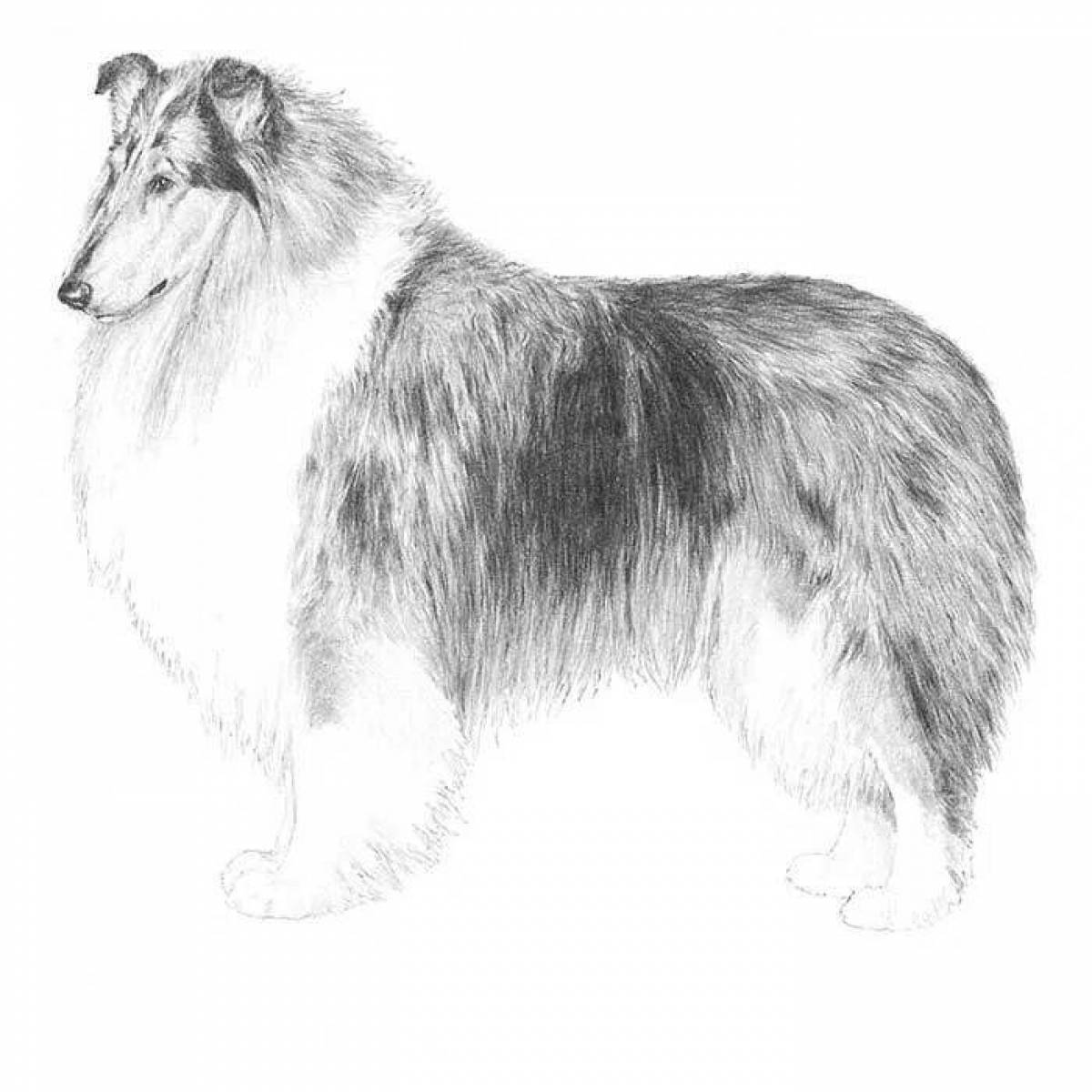 Collie funny coloring