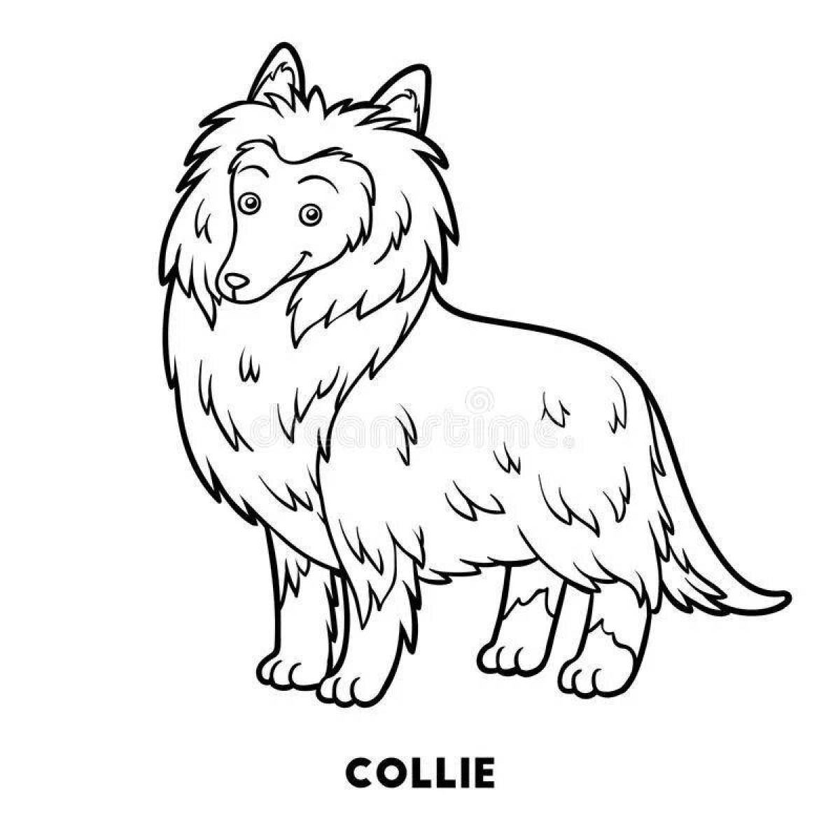 Coloring jovial collie