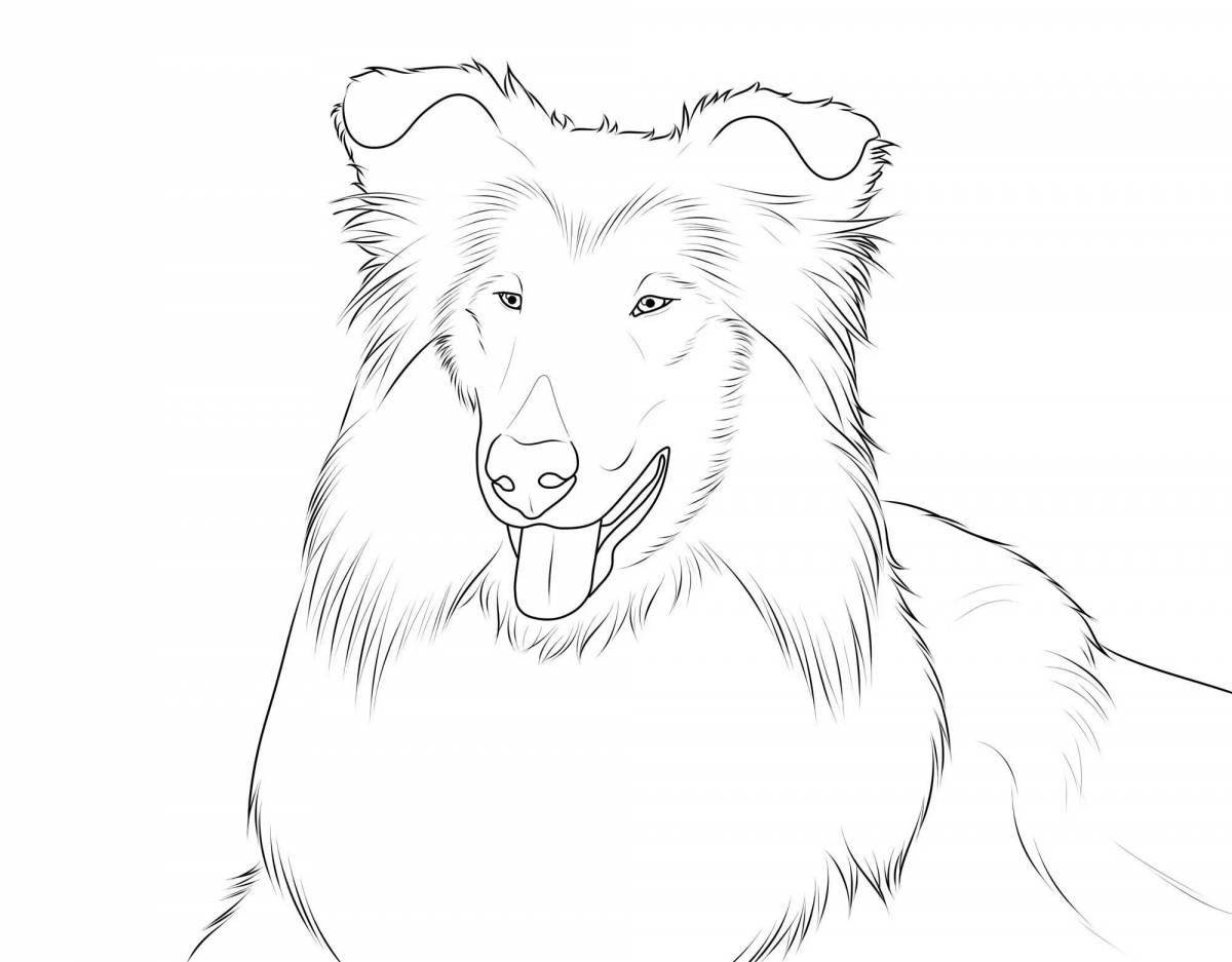 Collie coloring page