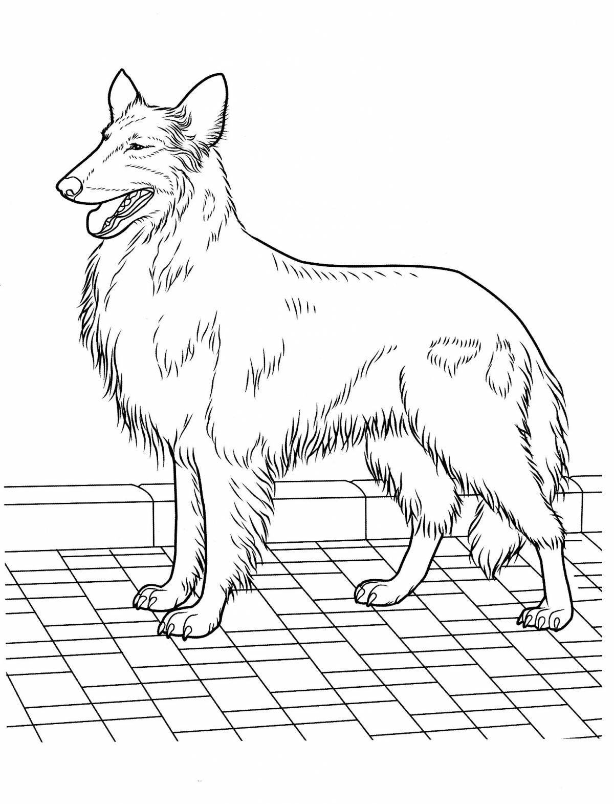 Coloring exotic collie