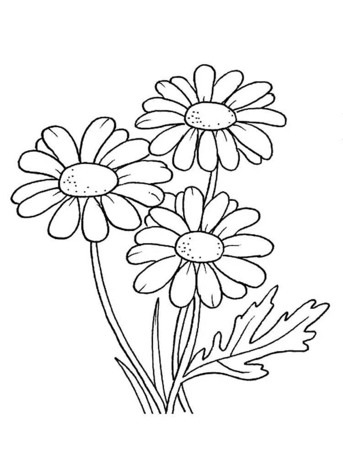 Coloring bright chamomile flower