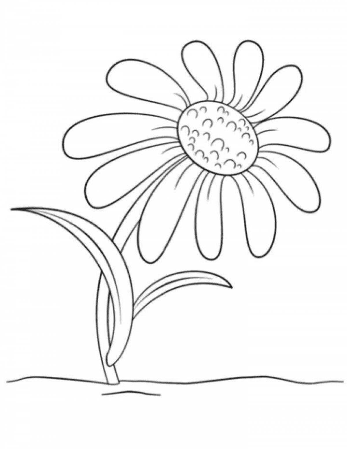 Colouring amazing chamomile flower