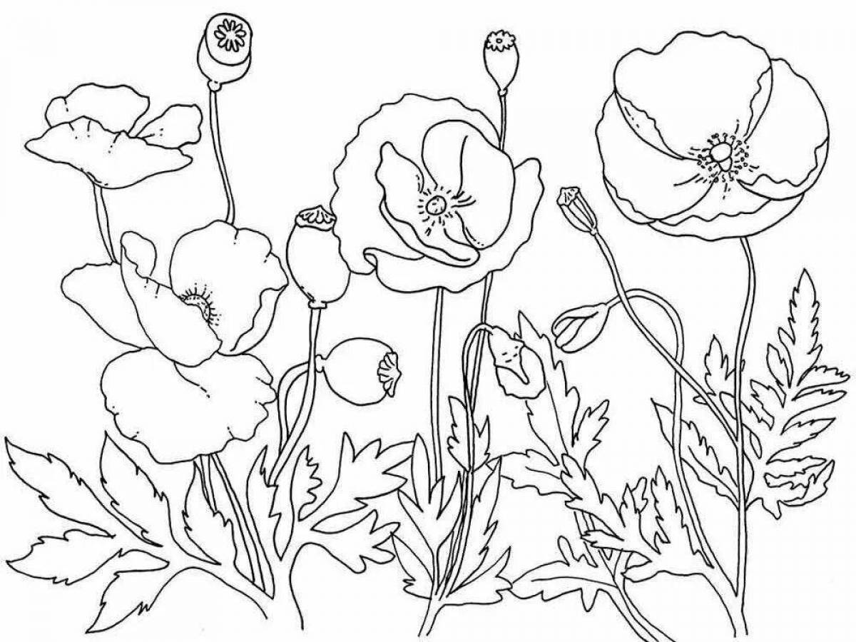 Coloring book bright poppy flower
