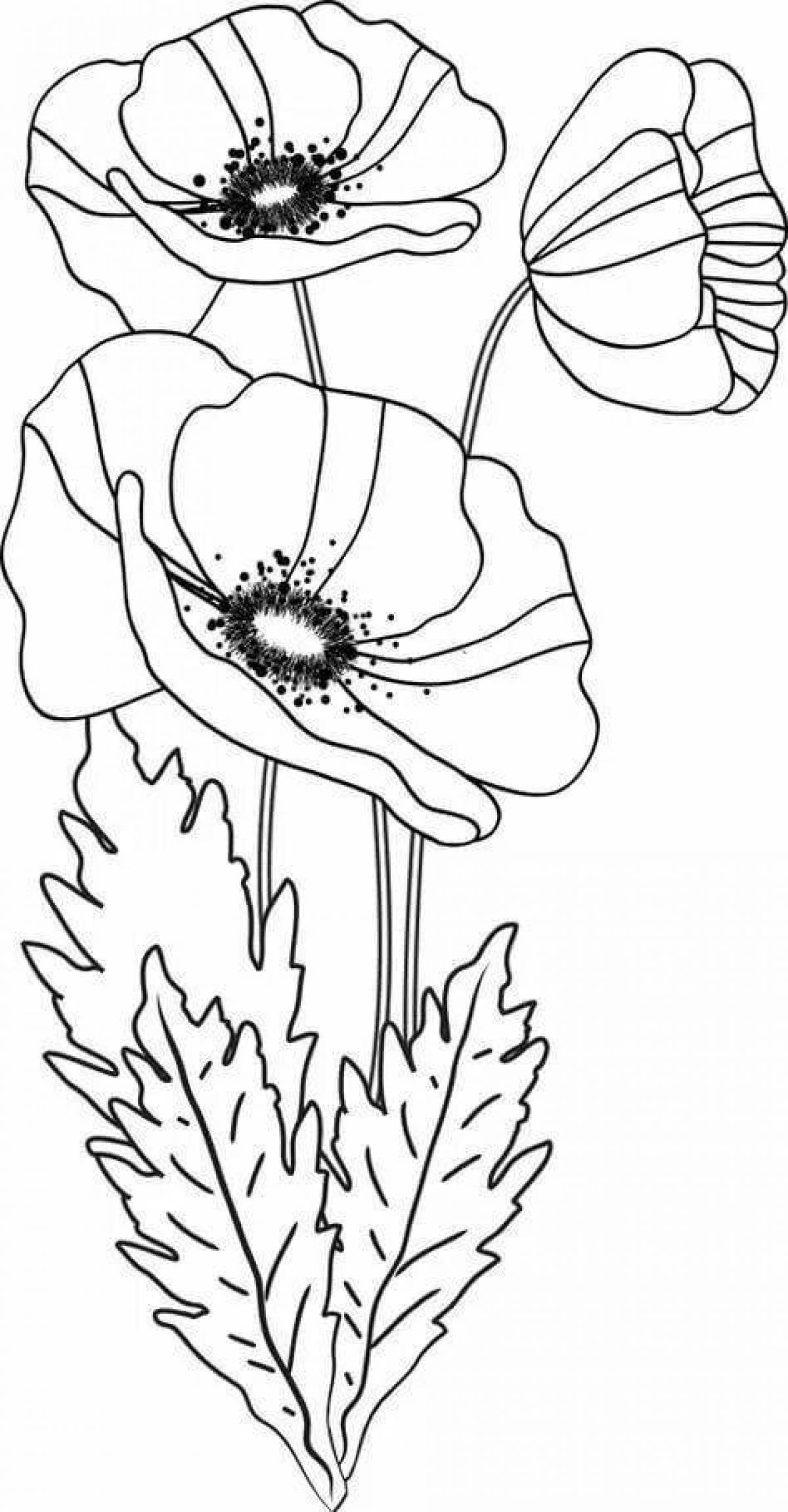 Раскраска сияющий цветок мака