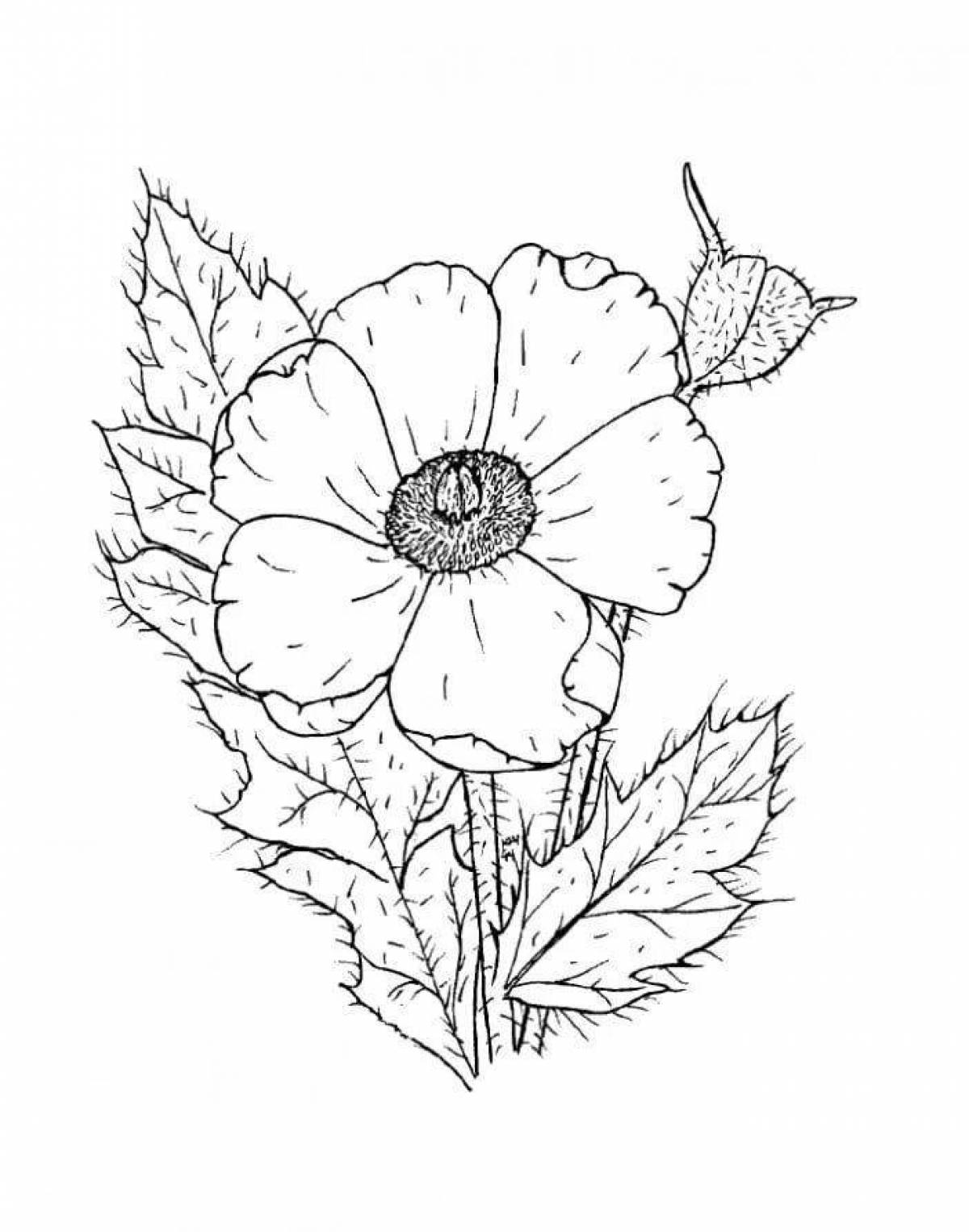 Coloring page cheerful poppy flower