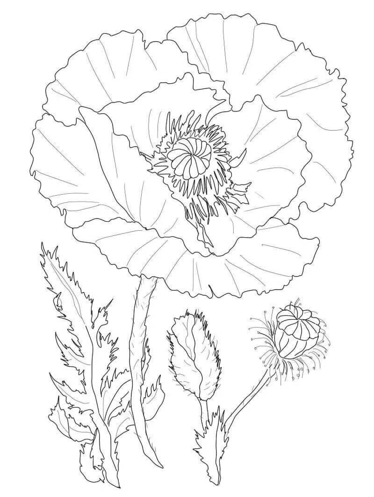 Colorful poppy flower coloring book
