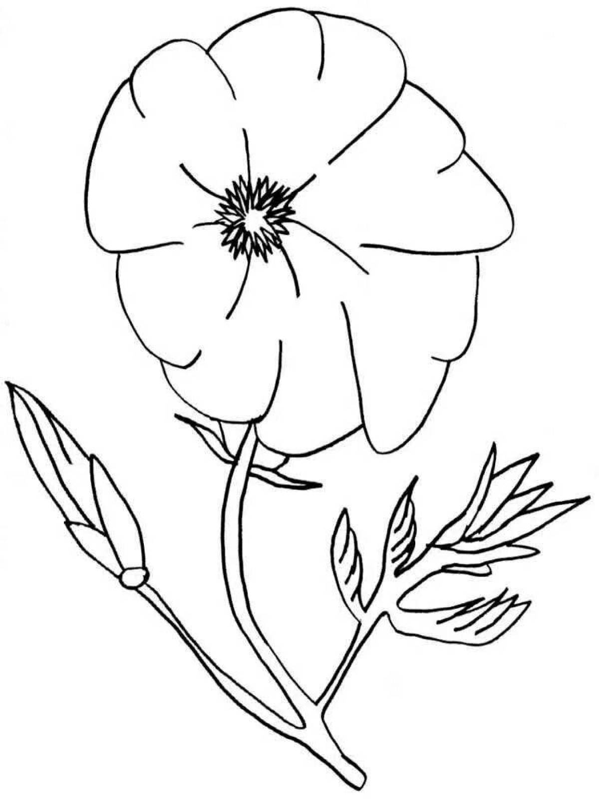 Coloring page charming poppy flower