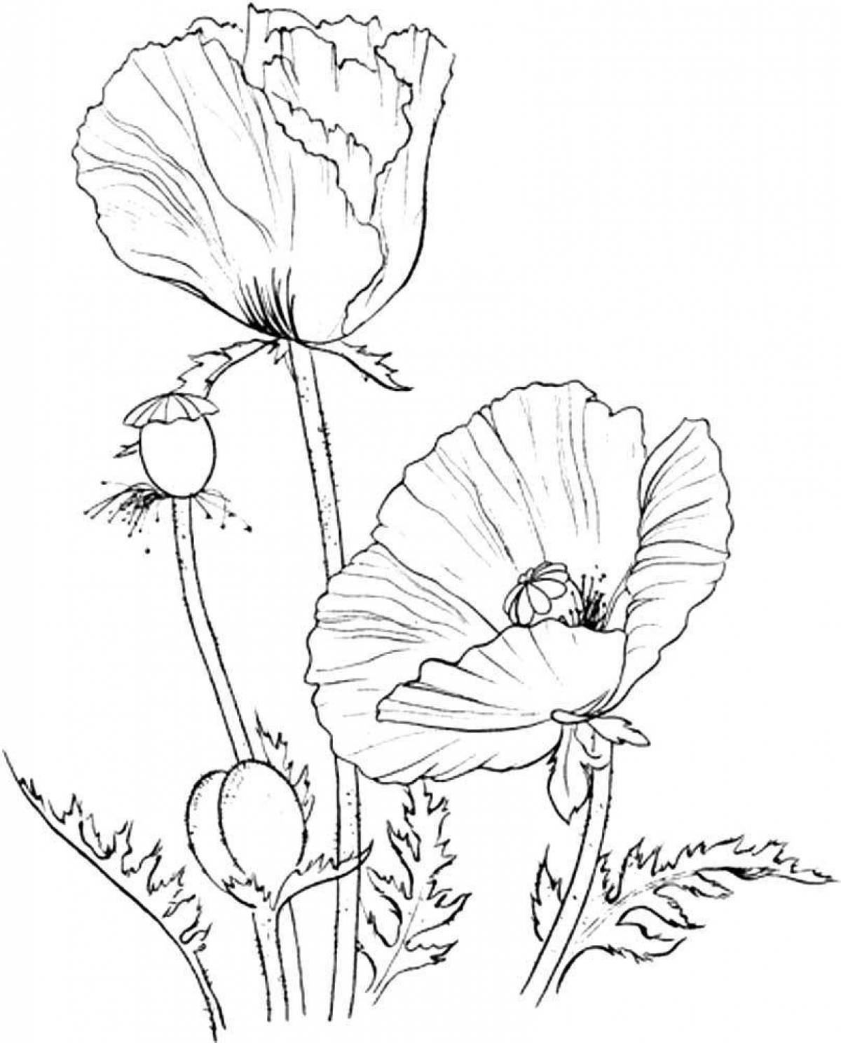 Coloring page dazzling poppy flower