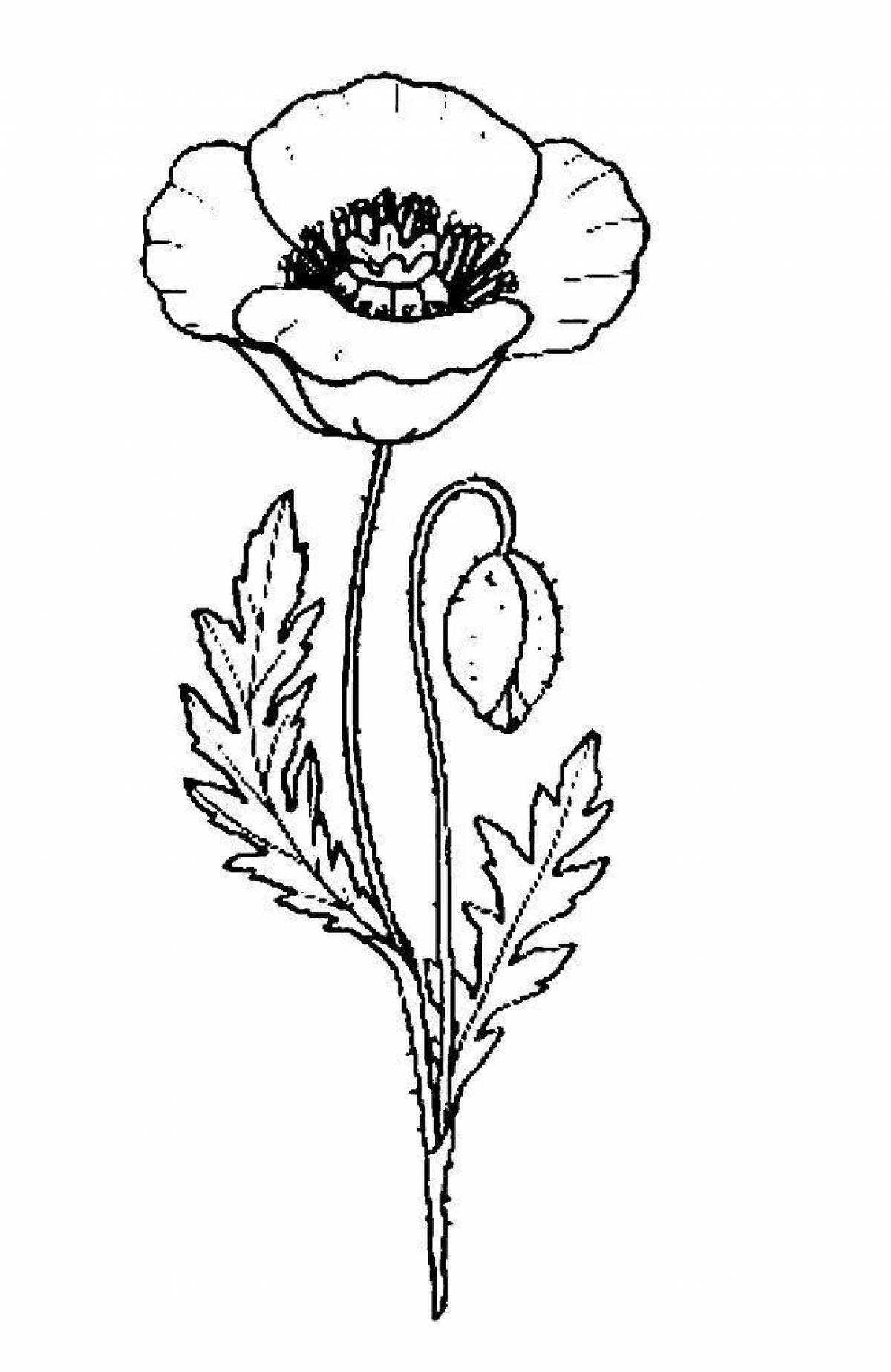 Charming poppy flower coloring book