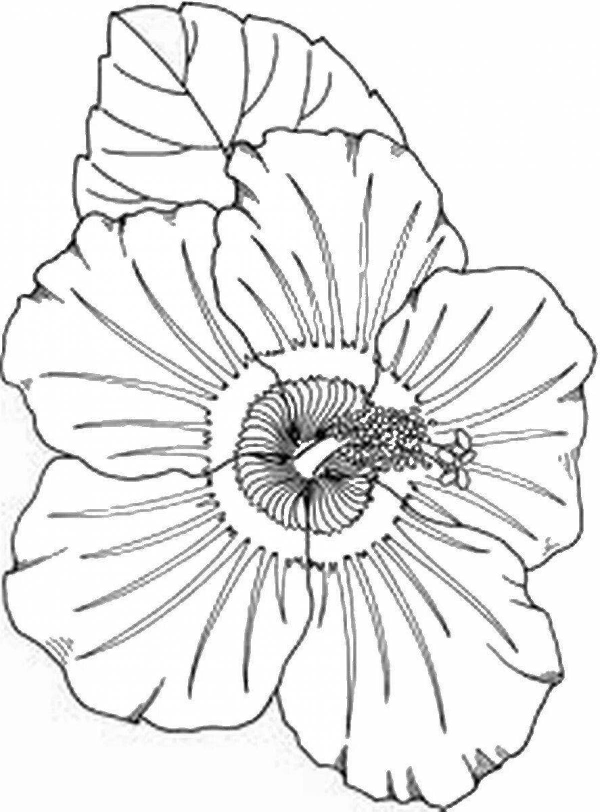 Coloring page blissful poppy flower