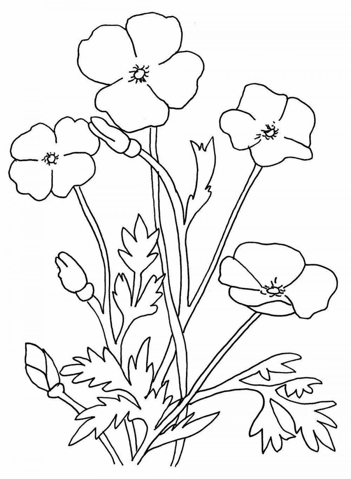 Coloring page nice poppy flower
