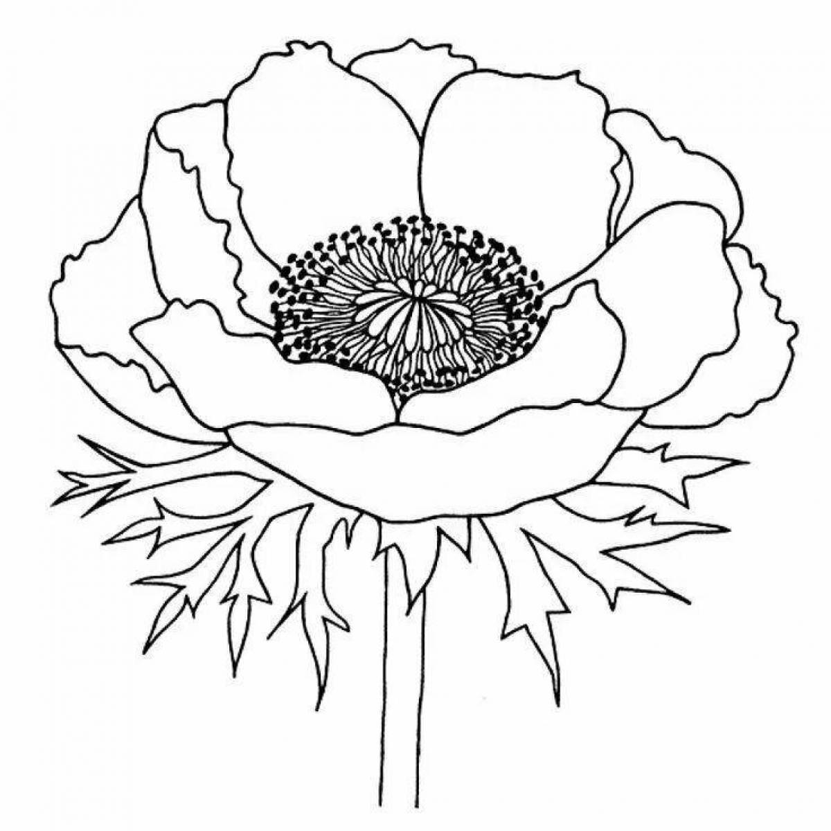 Coloring page wild poppy flower