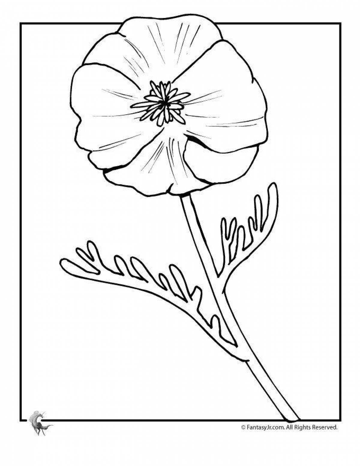 Live coloring poppy flower