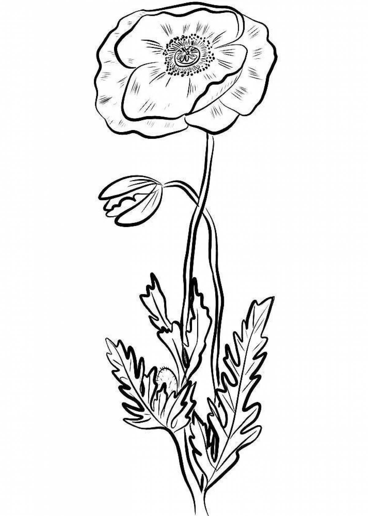 Раскраска элегантный цветок мака