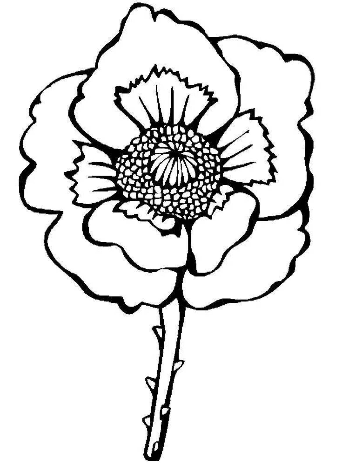 Poppy flower #1