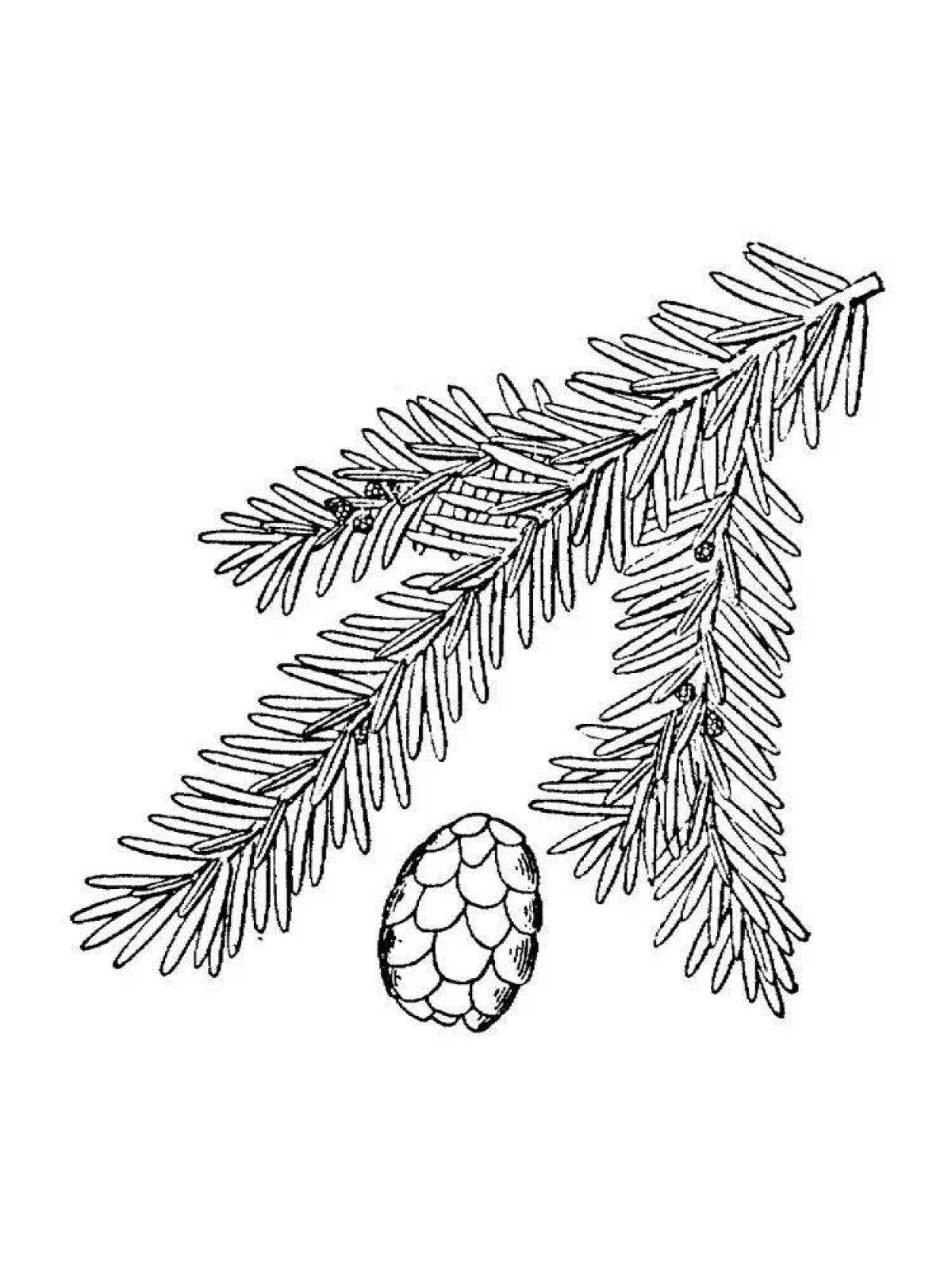 Coloring majestic fir twig