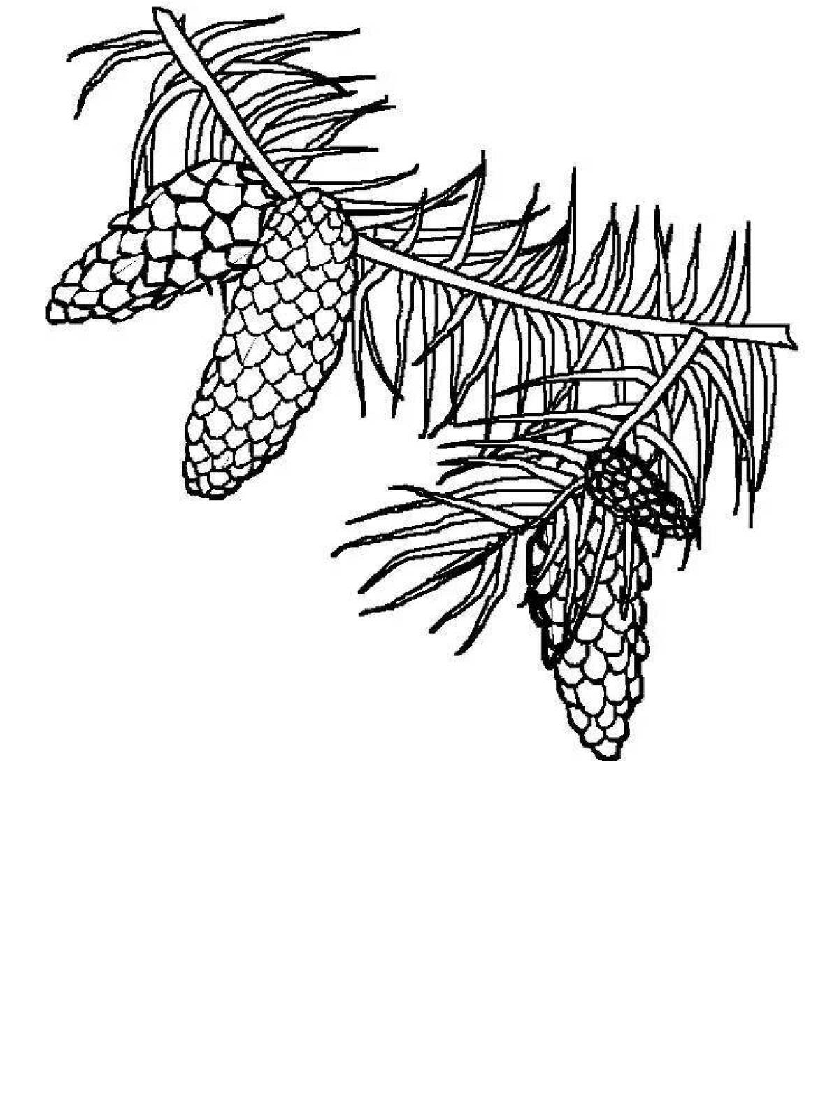 Coloring book shining spruce branch