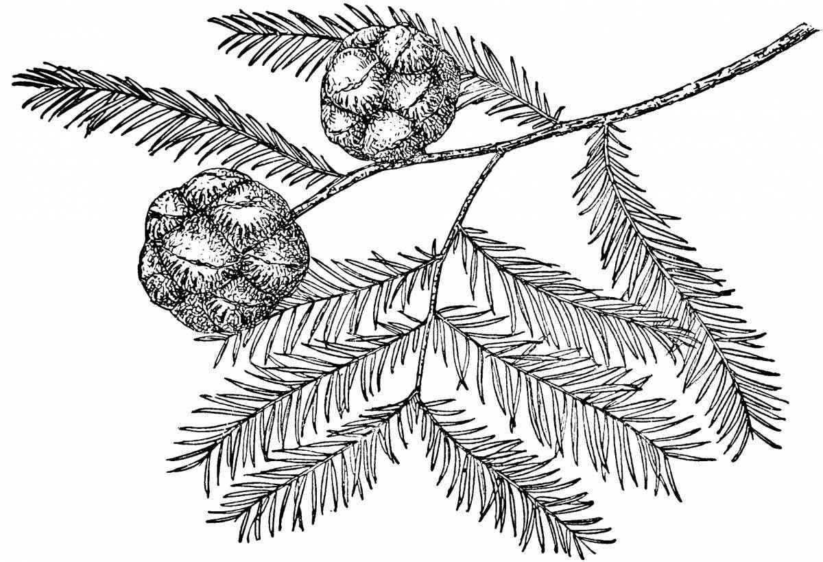 Coloring page inviting spruce branch