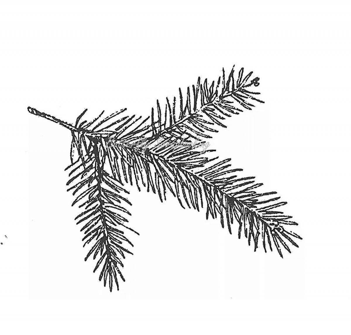 Coloring page magical sprig of spruce