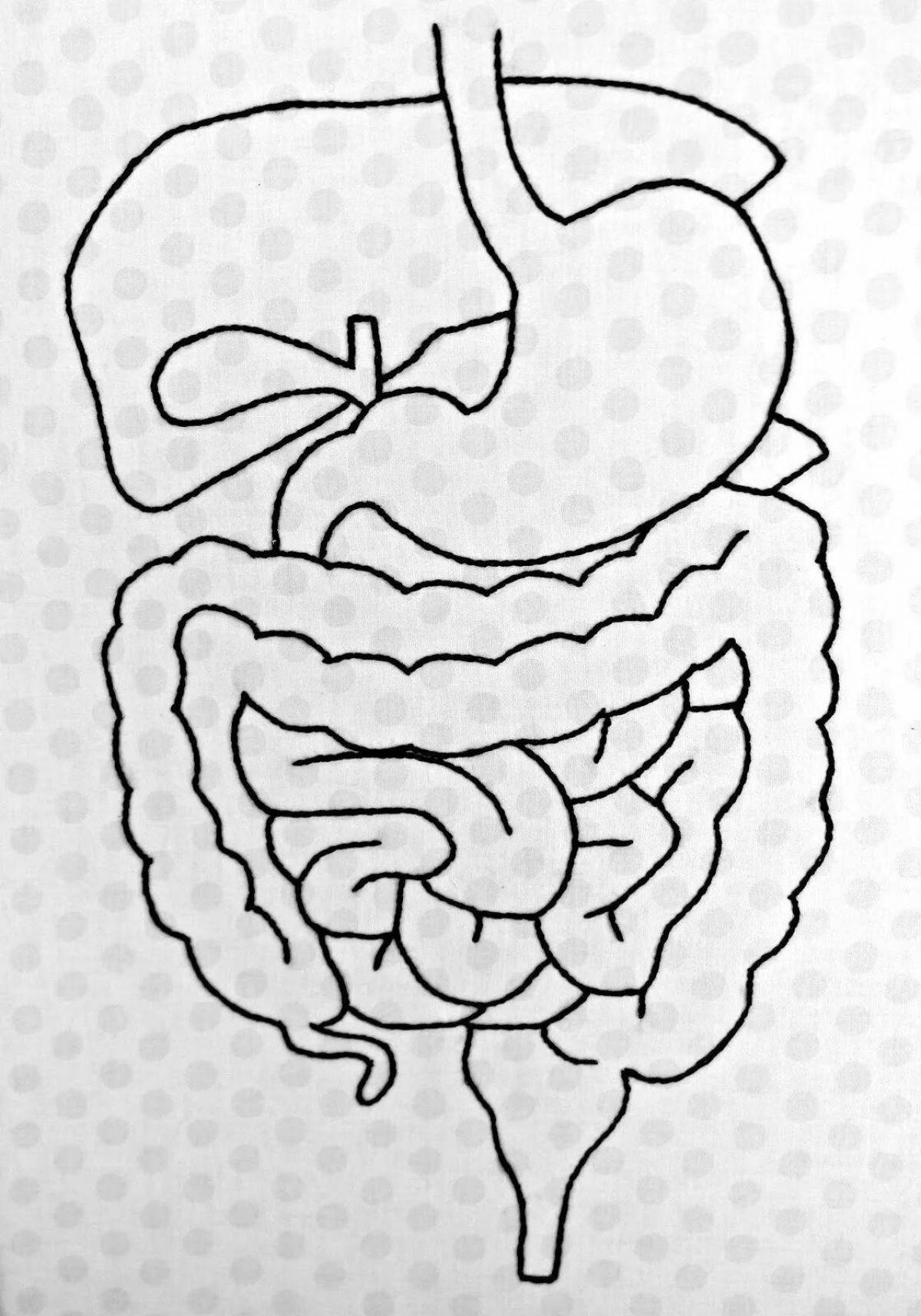 Рисунок пищеварительной. Пищеварительная система раскраска. Пищеварение для дошкольников. Органы пищеварения печать. Пищеварительная система человека раскраска для детей.