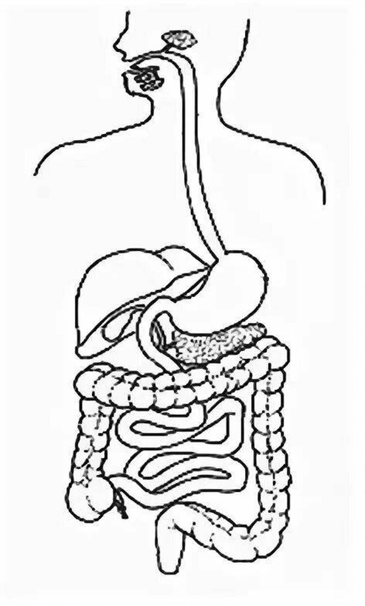 Пищеварительная система человека рисунок. Пищеварительная система человека раскраска. Пищеварительная система человека без подписей. Пищеварительная система человека схема без подписей. Система органов пищеварения раскраска.