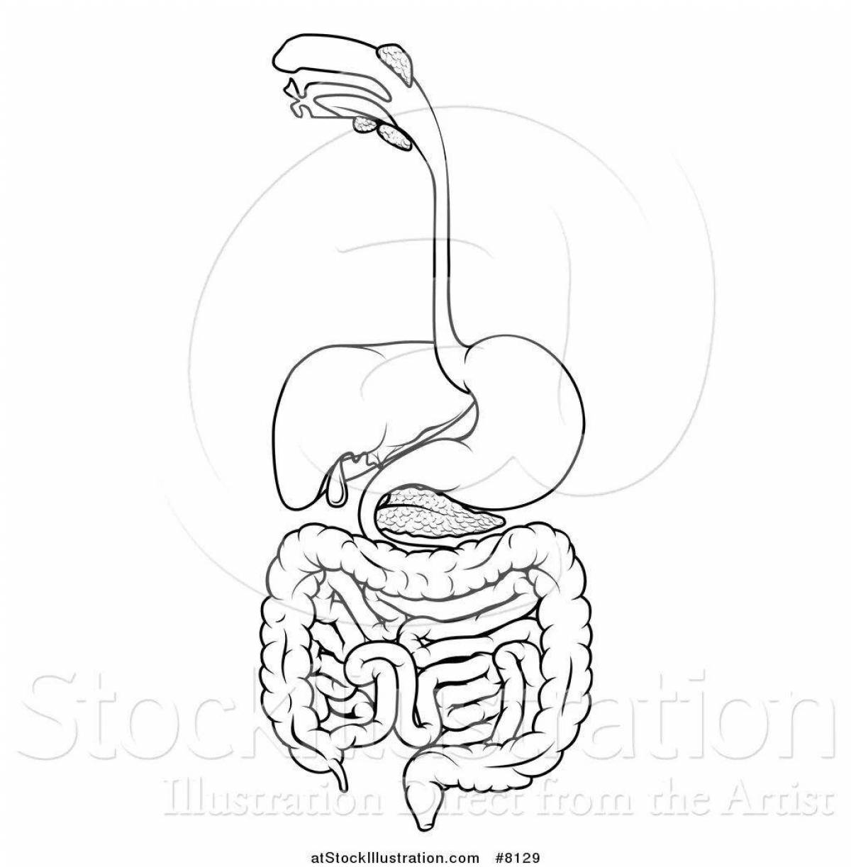 Пищеварительная система рисунок без подписей