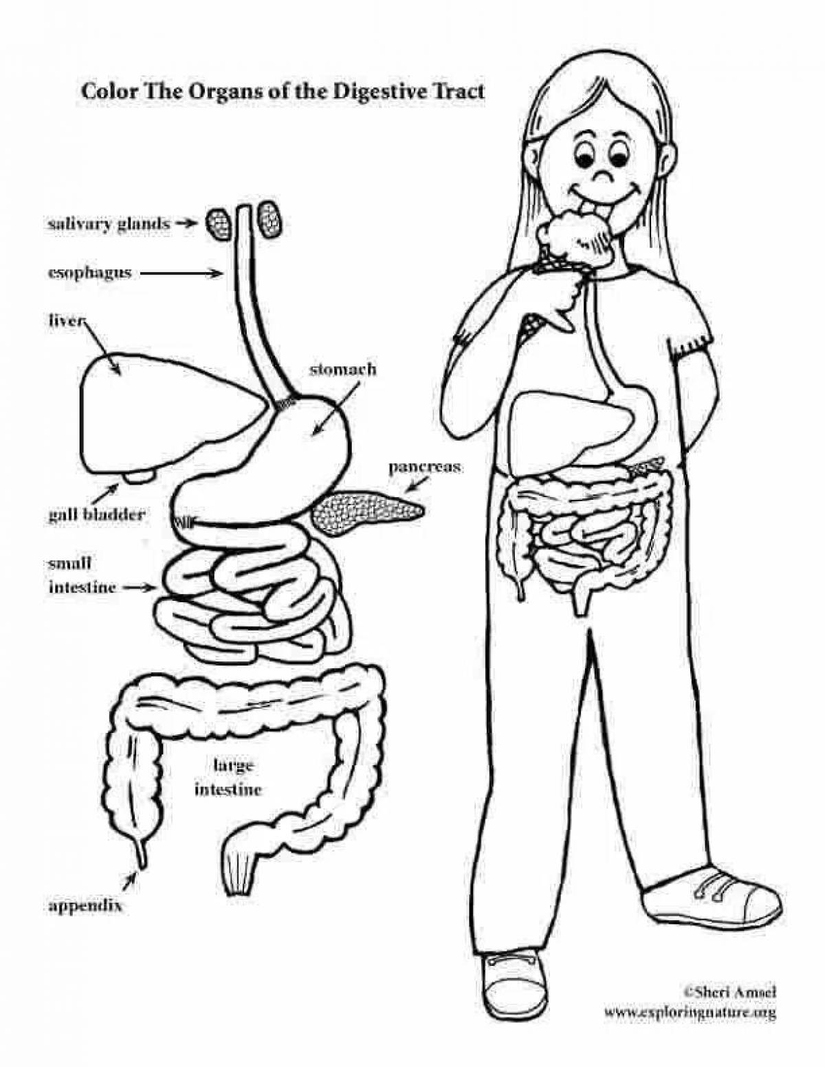 Пищеварительная система картинки для детей