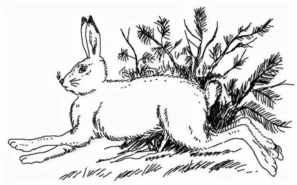 Amazing rabbit paws coloring pages