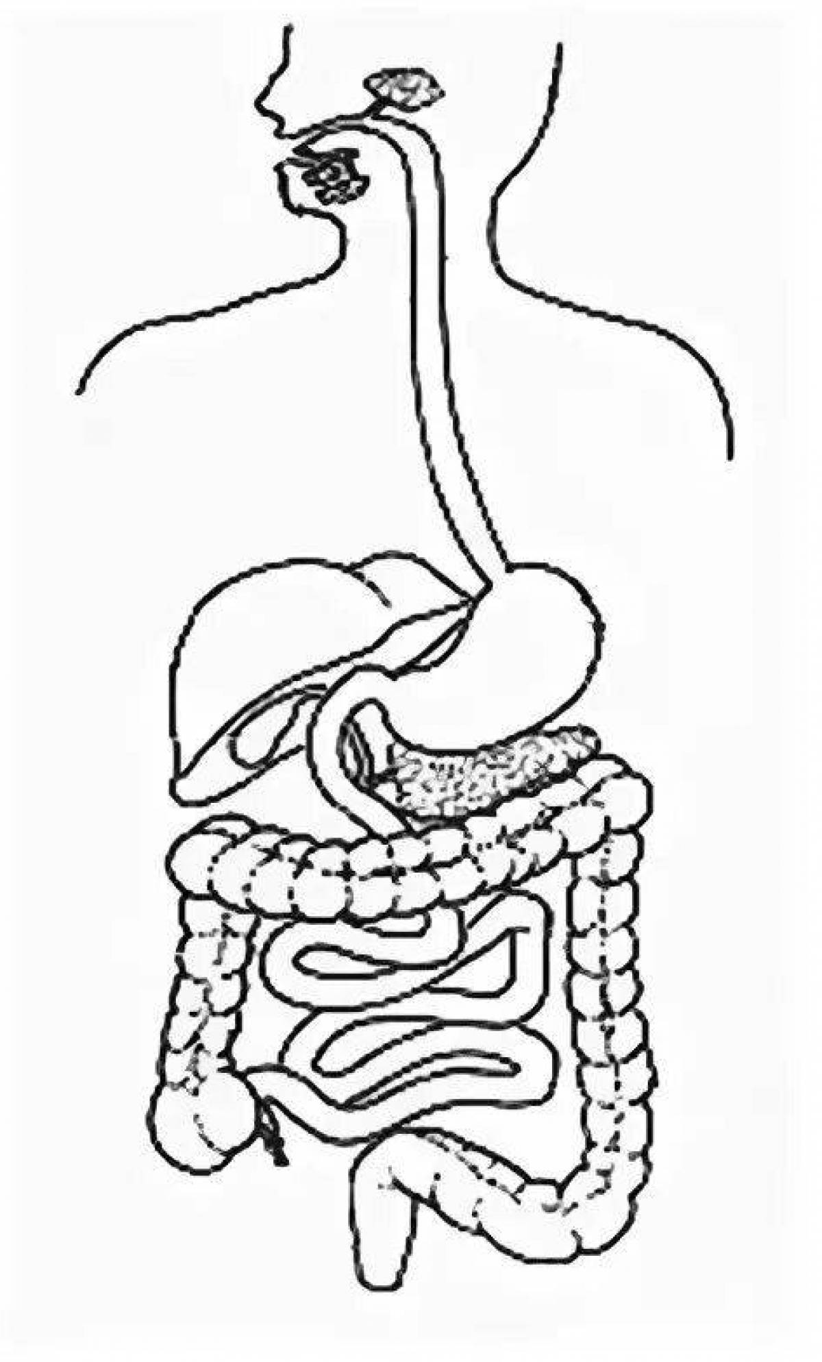 Coloring book bright digestive system