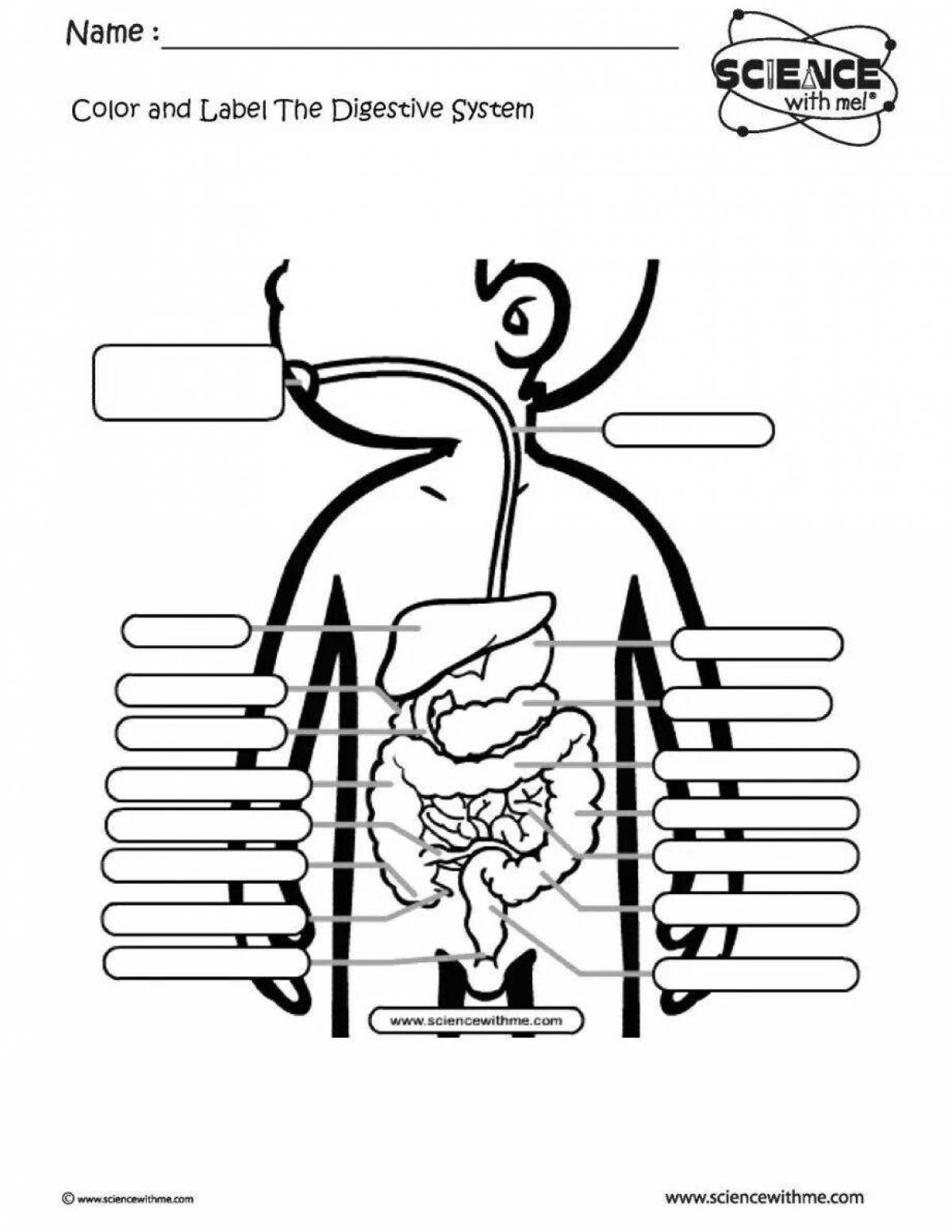 Digestive system coloring page