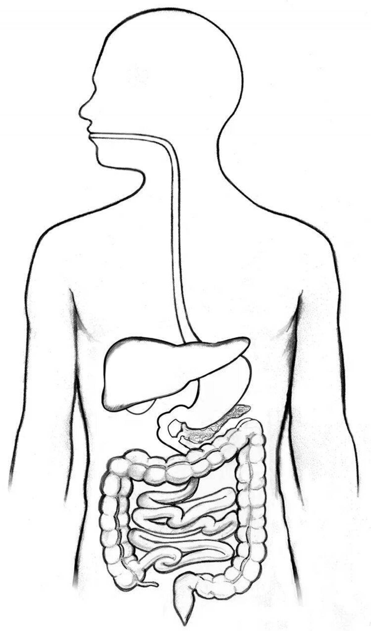 Fun coloring of the digestive system