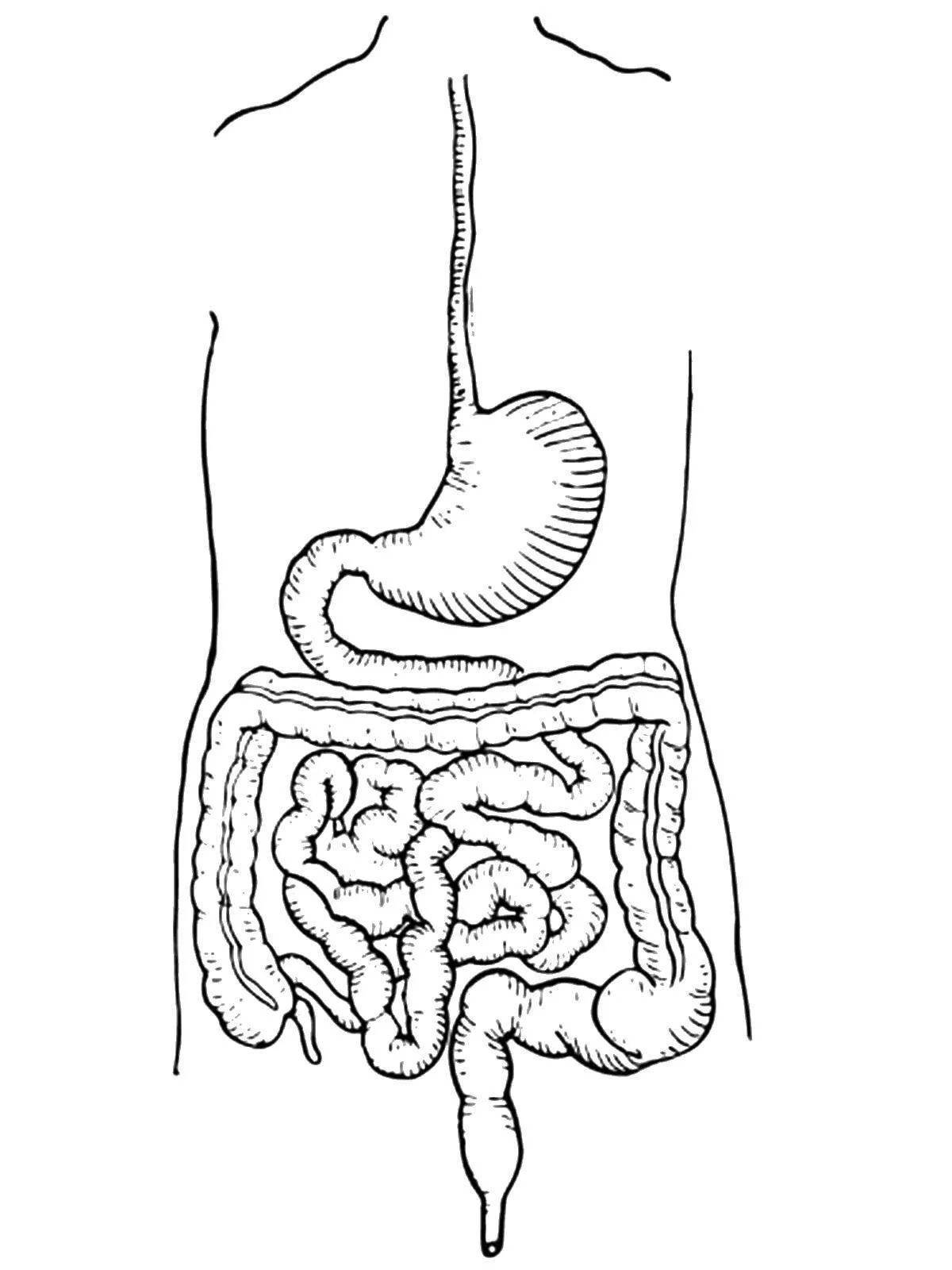 Coloring page of complex digestive system