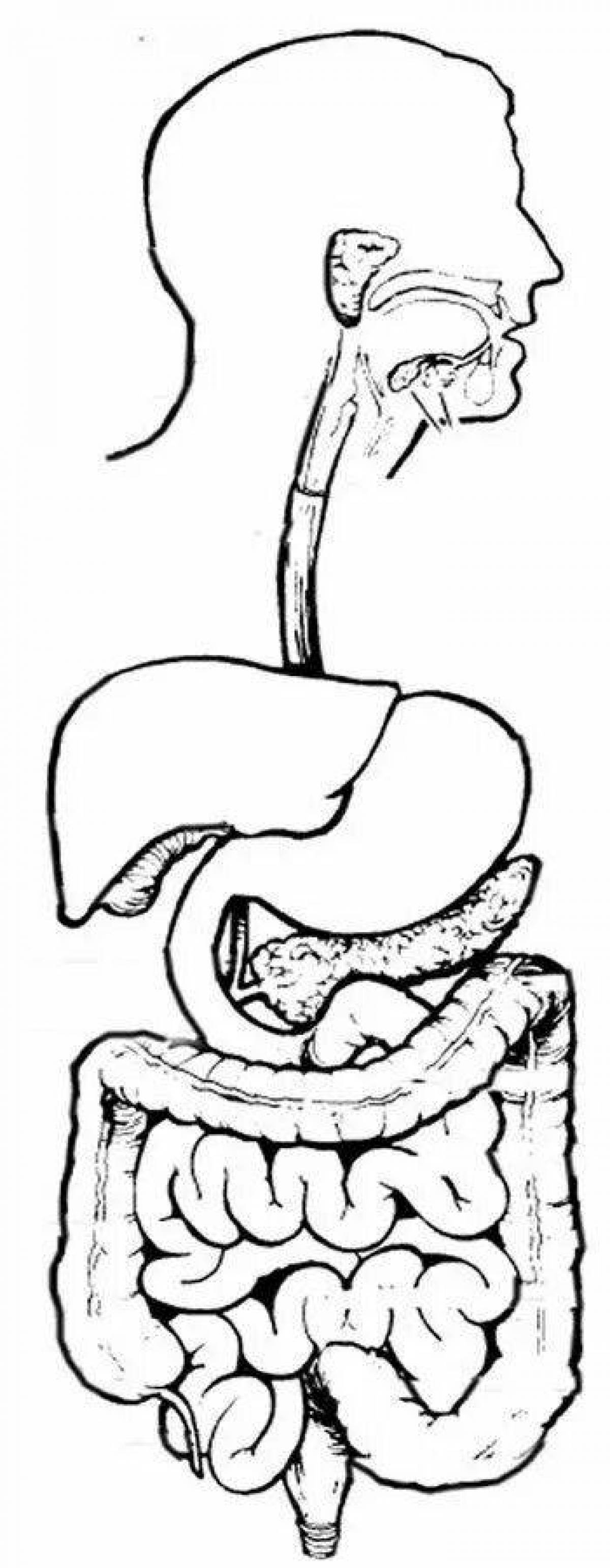 Digestive System Bright Coloring Page