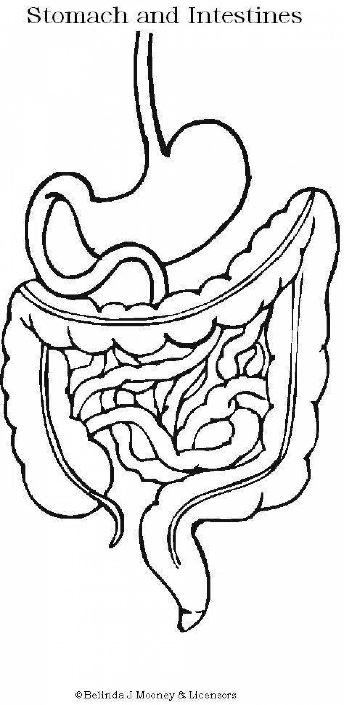 Tempting Digestive System Coloring Page