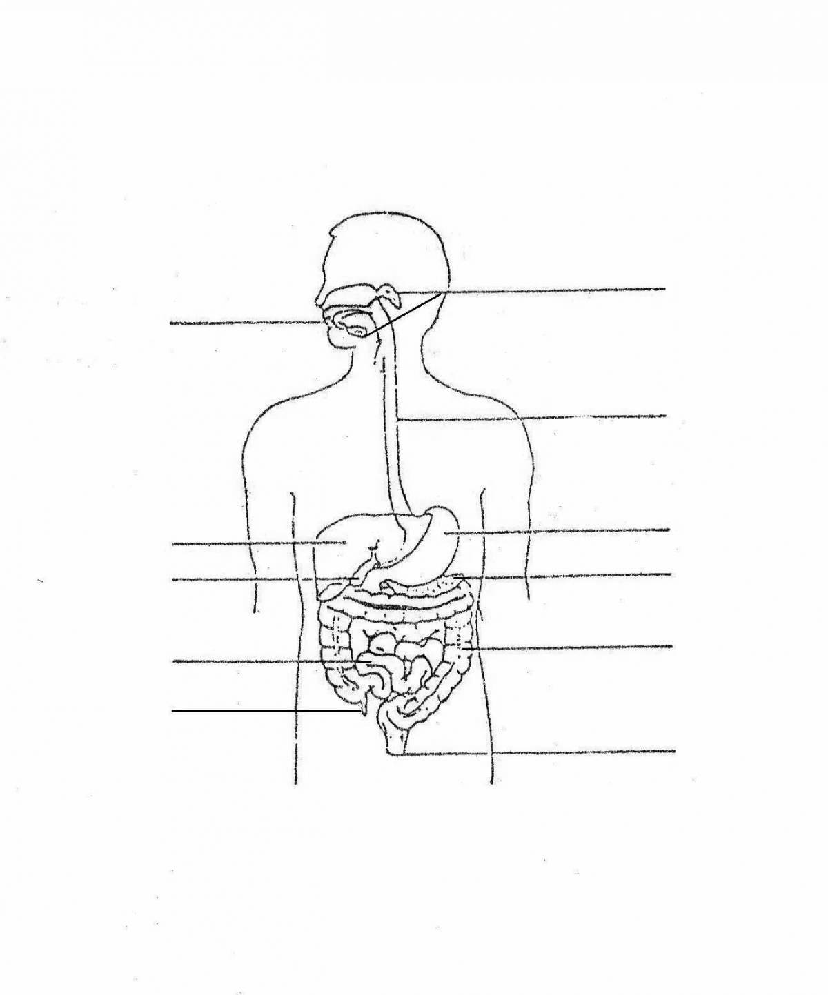 Gourmet digestive system coloring book