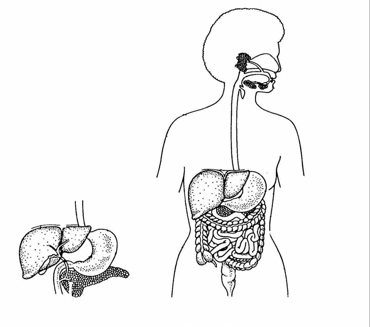 Amazing digestive system coloring page