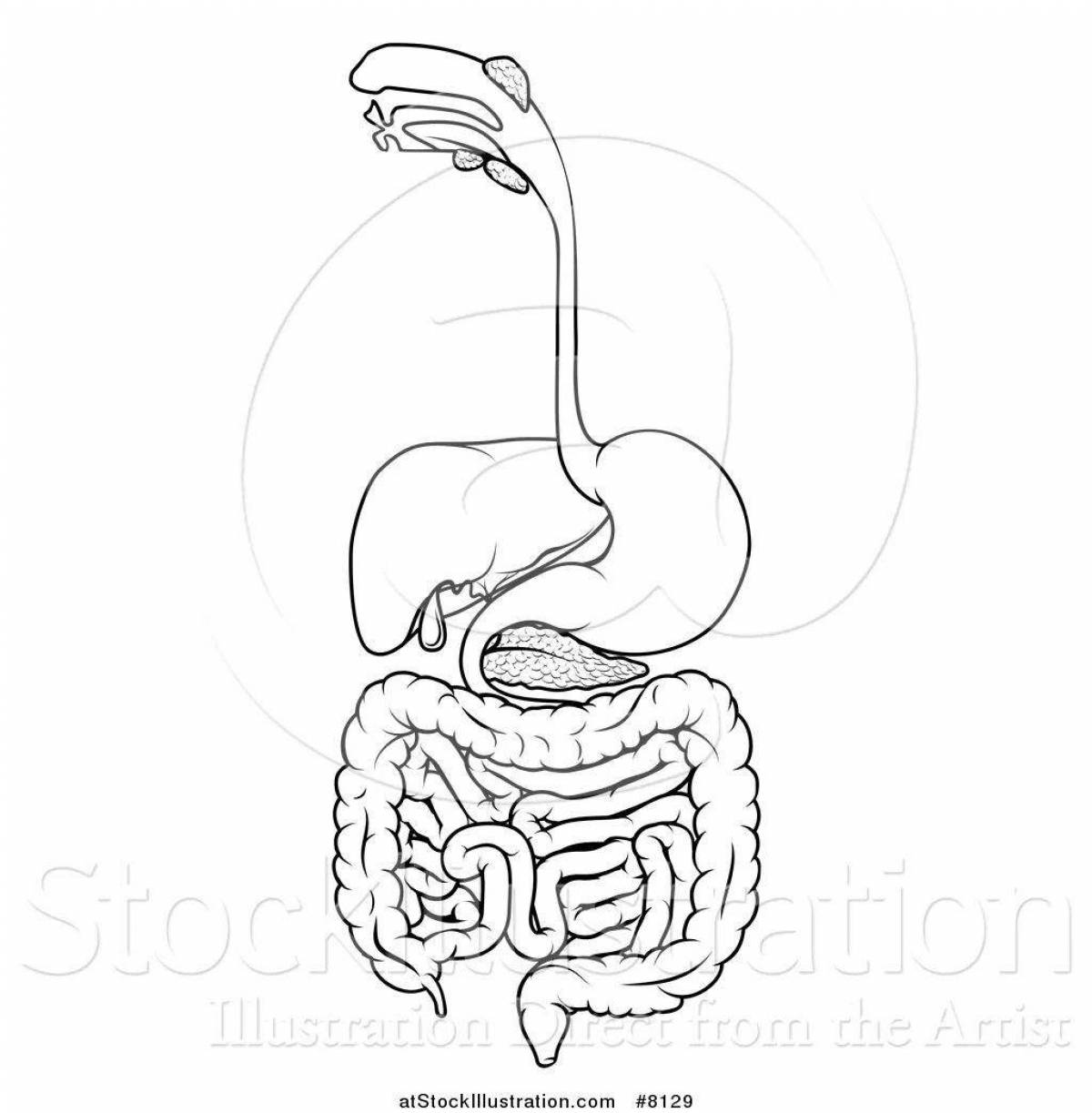 Coloring of the glorious digestive system