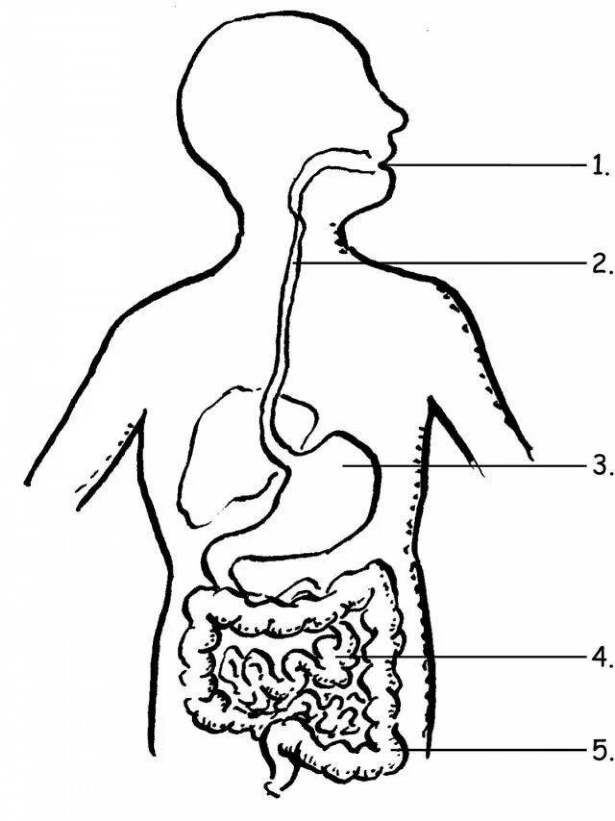 Lovely digestive system coloring page