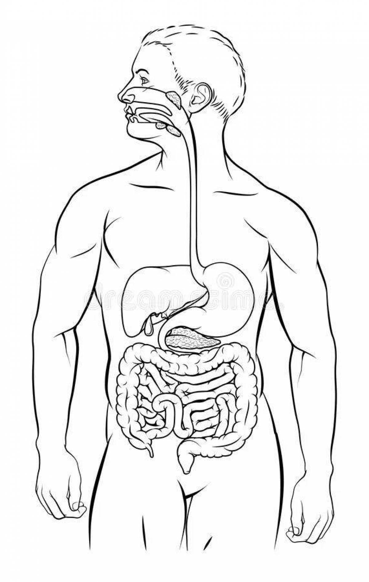 Coloring book innovative digestive system