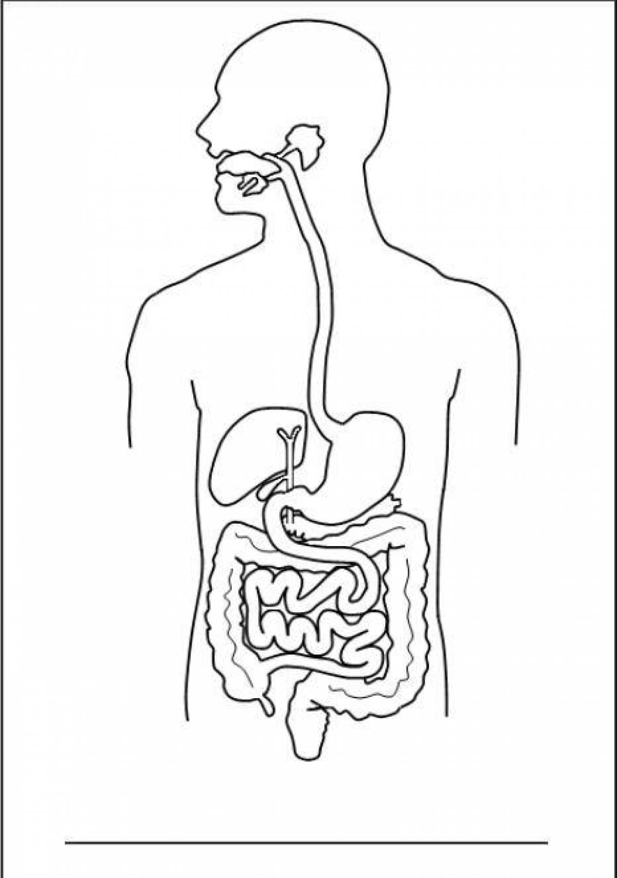 Unique digestive system coloring page
