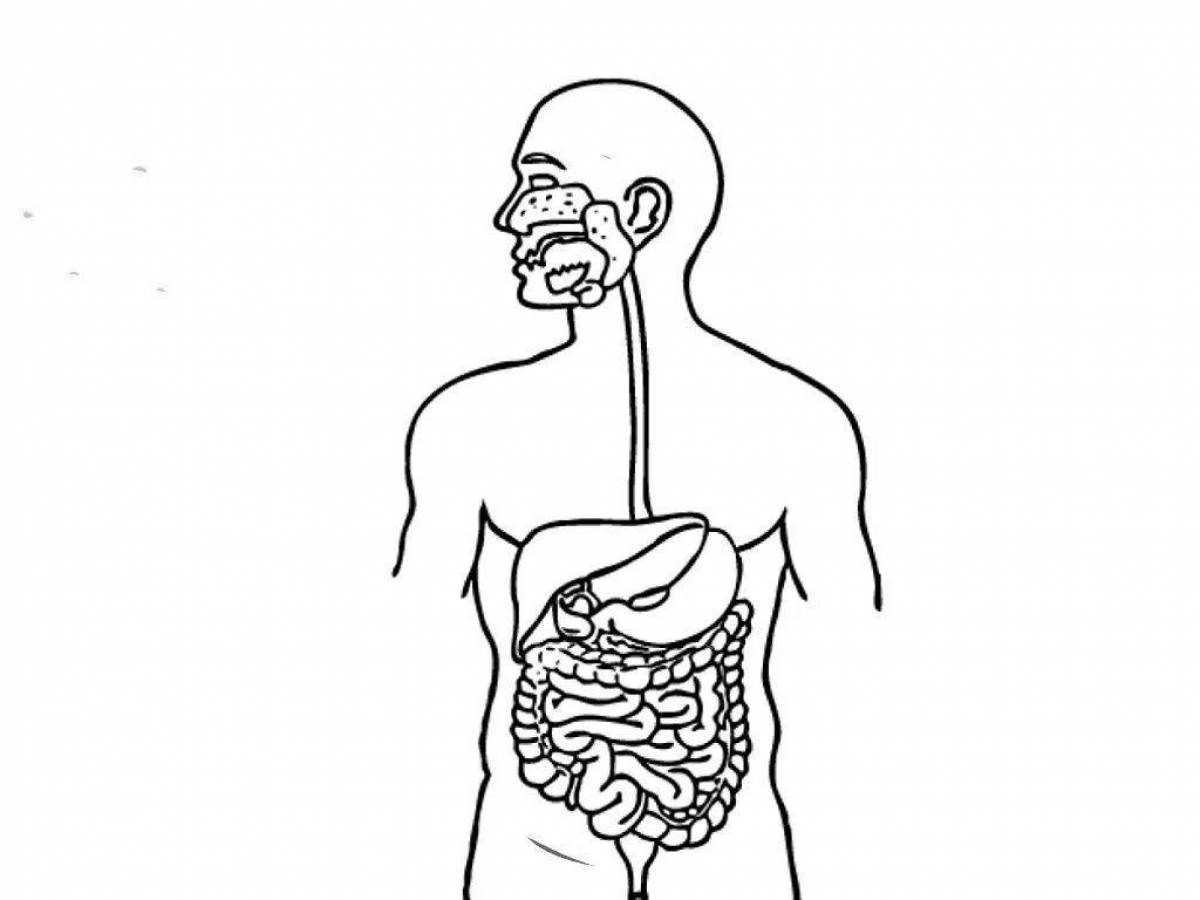 A playful digestive system coloring page